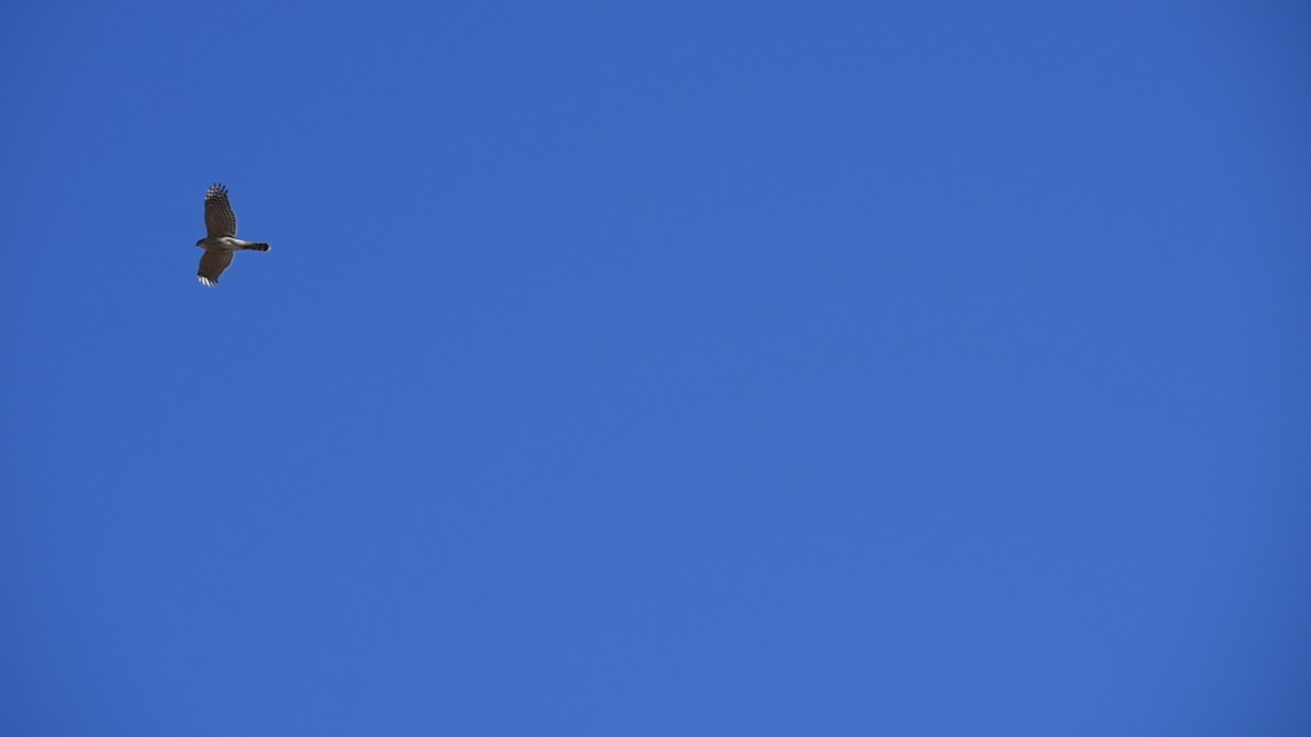 Cooper's Hawk - ML530022121