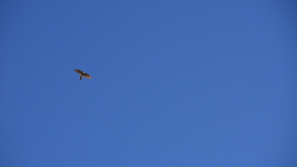 Cooper's Hawk - ML530022131