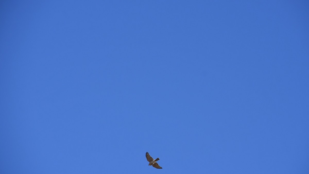 Cooper's Hawk - ML530022141