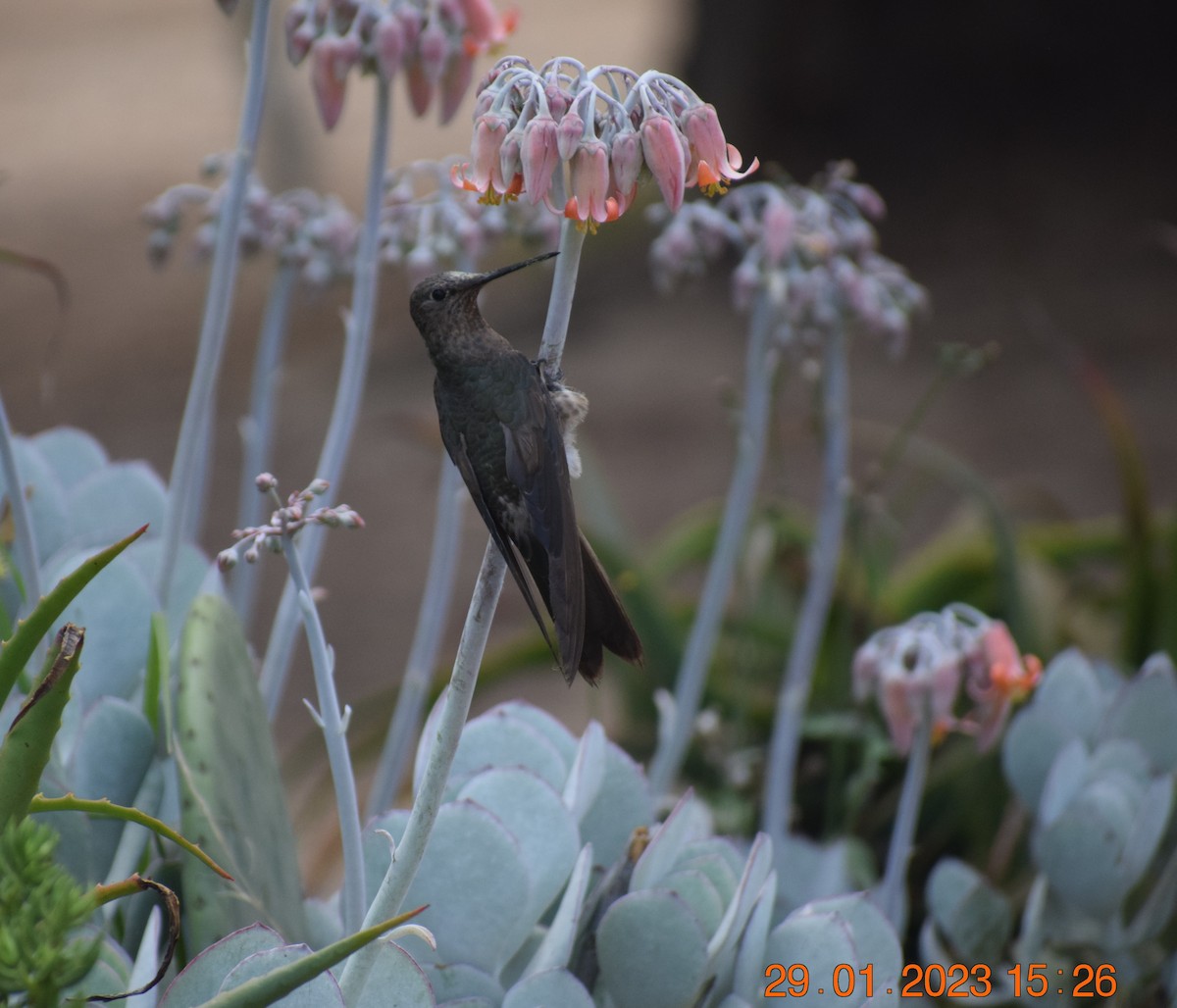 Colibrí Gigante - ML530022411