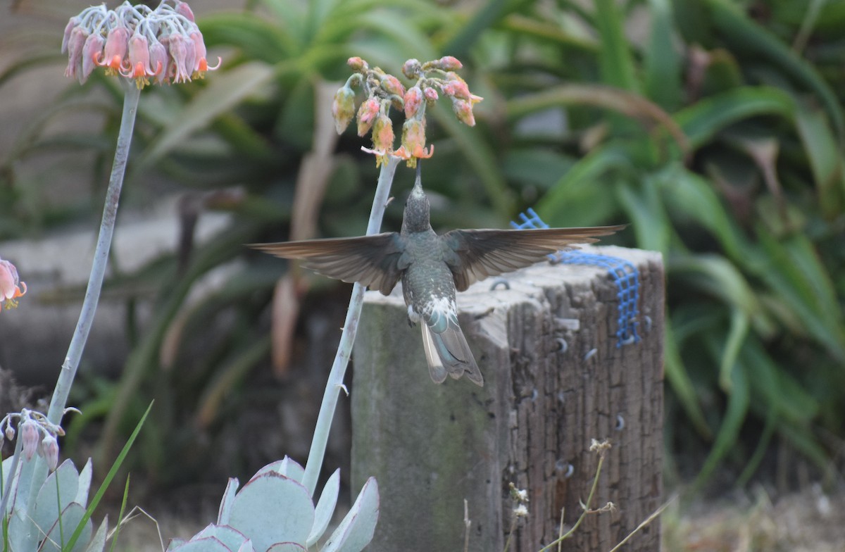 Giant Hummingbird - Reynaldo Valdivia Reyes