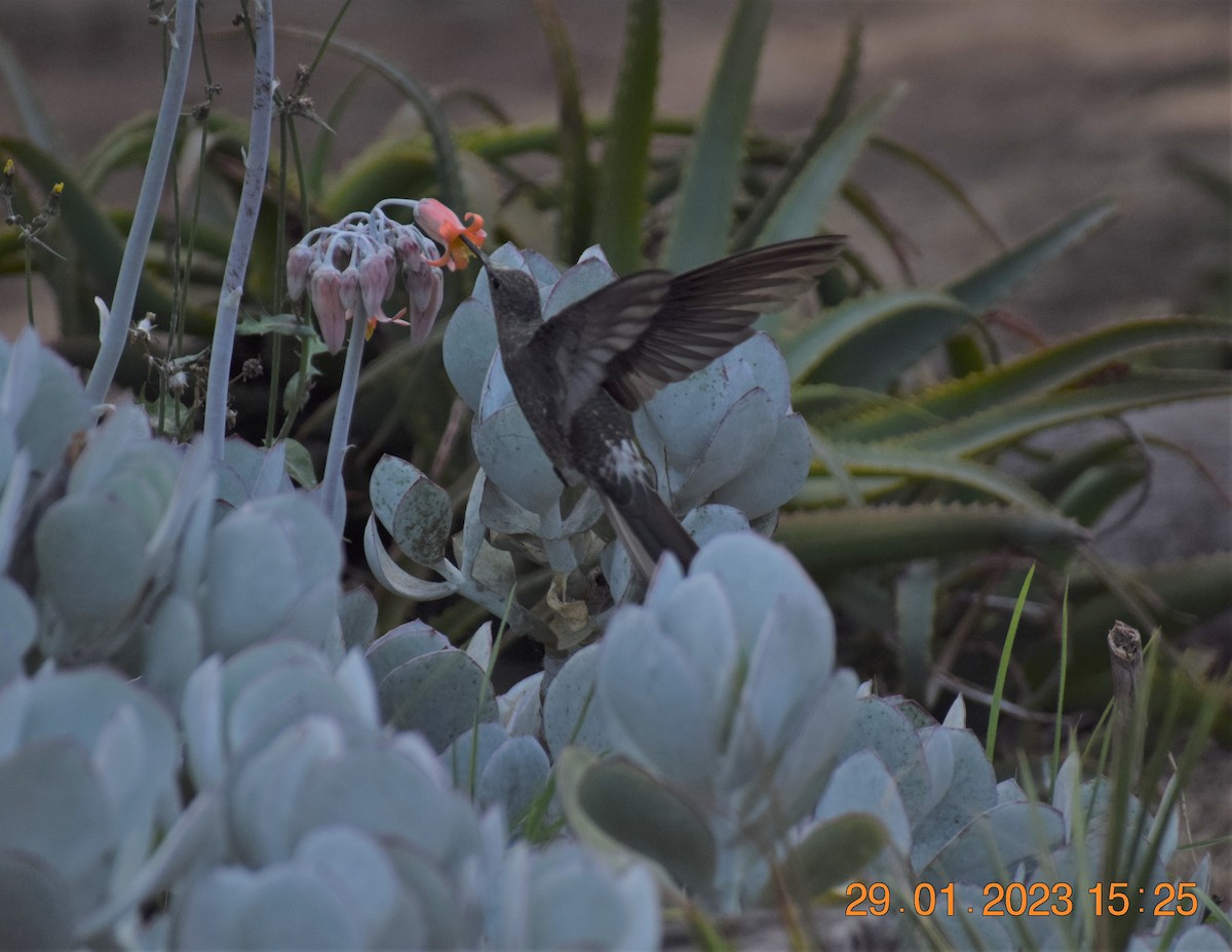 Giant Hummingbird - ML530022461