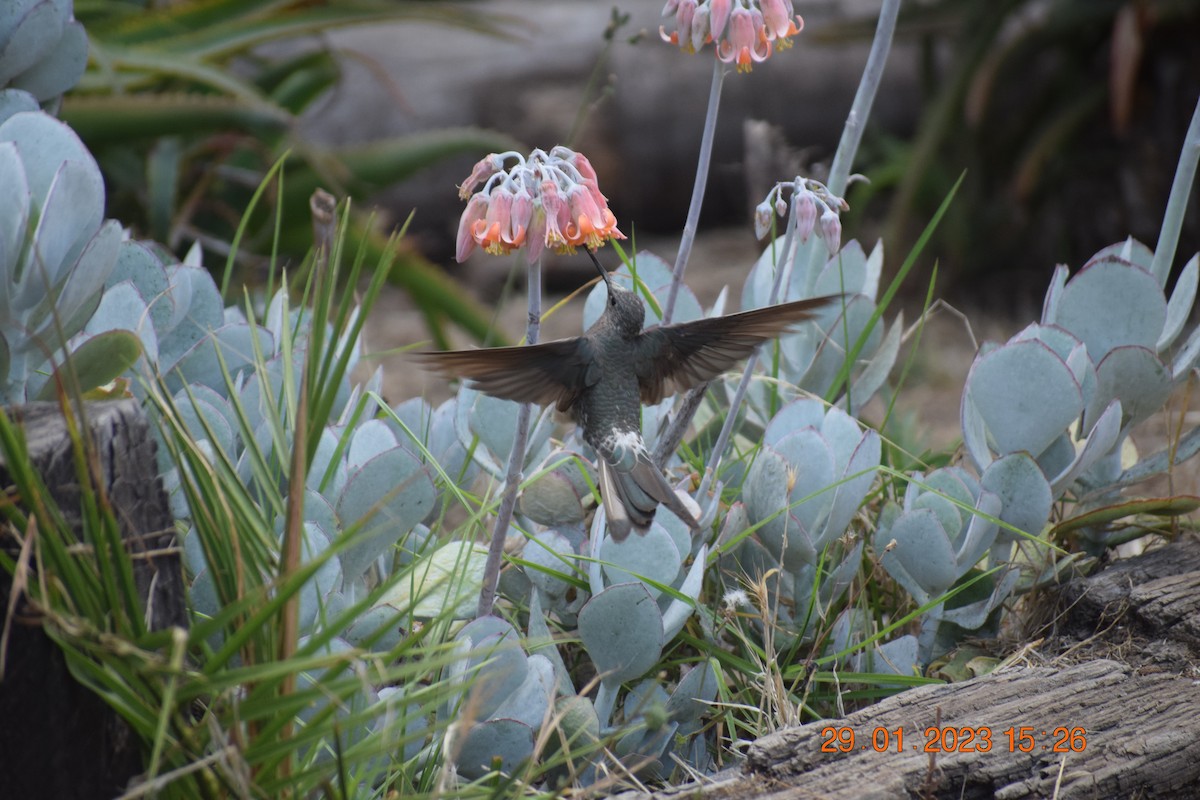 Giant Hummingbird - Reynaldo Valdivia Reyes