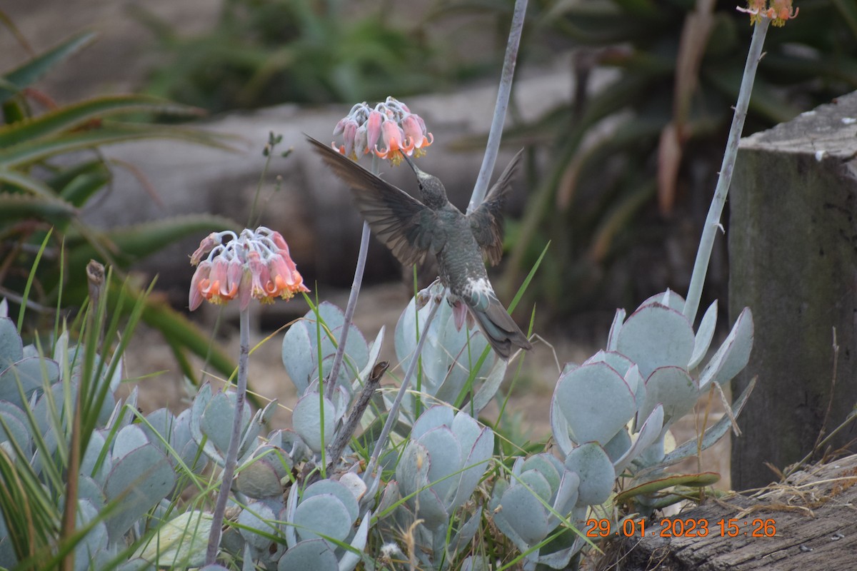 Colibrí Gigante - ML530022531