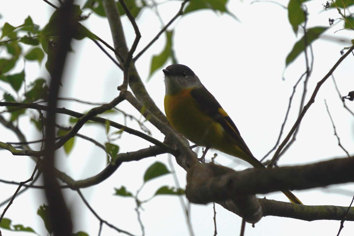 Minivet mandarin - ML530022731