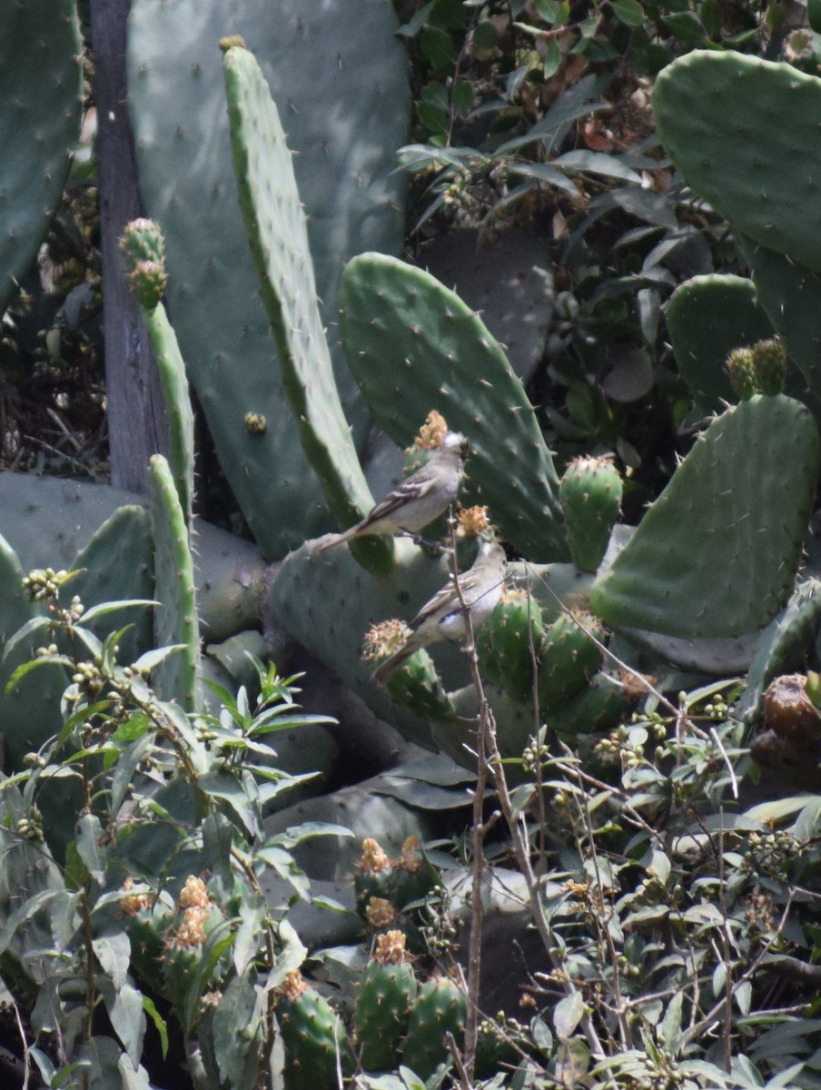 White-crested Elaenia - ML530026421