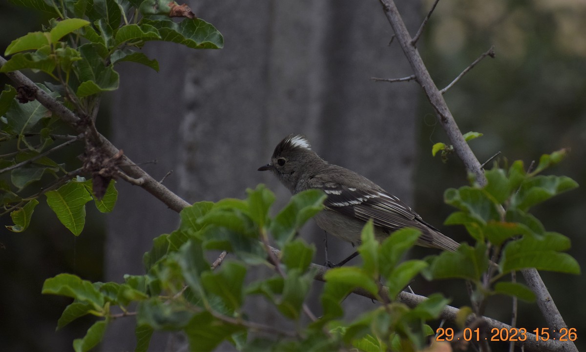 White-crested Elaenia - ML530026431