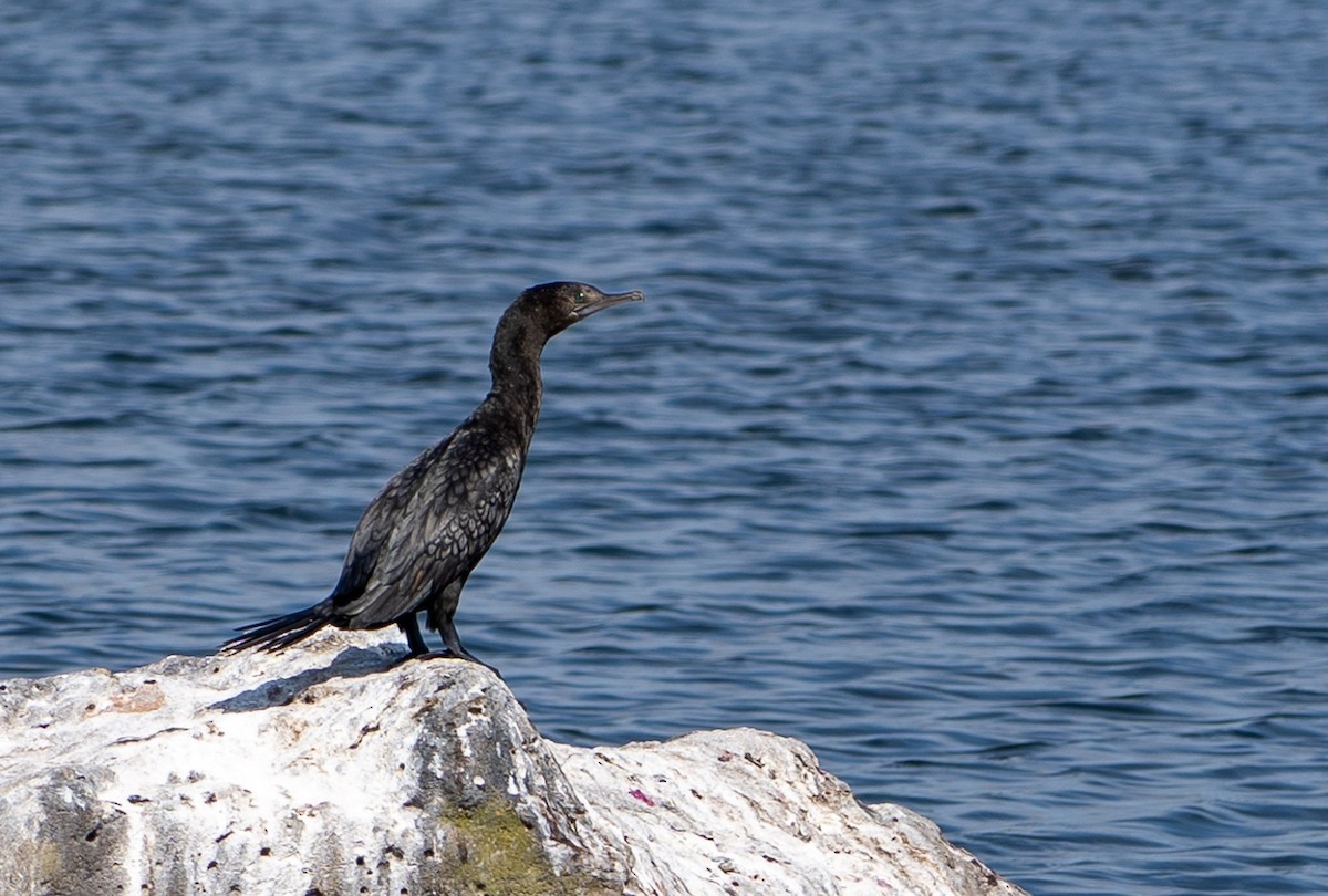 Cormorán Totinegro - ML530026551