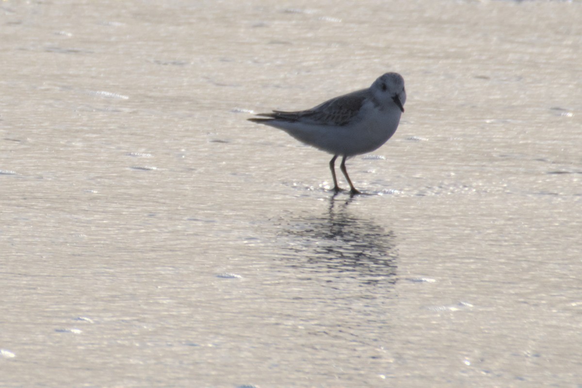 Sanderling - ML530027461