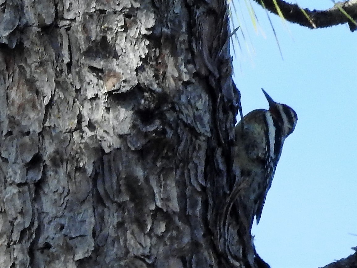 Yellow-bellied Sapsucker - ML530028261