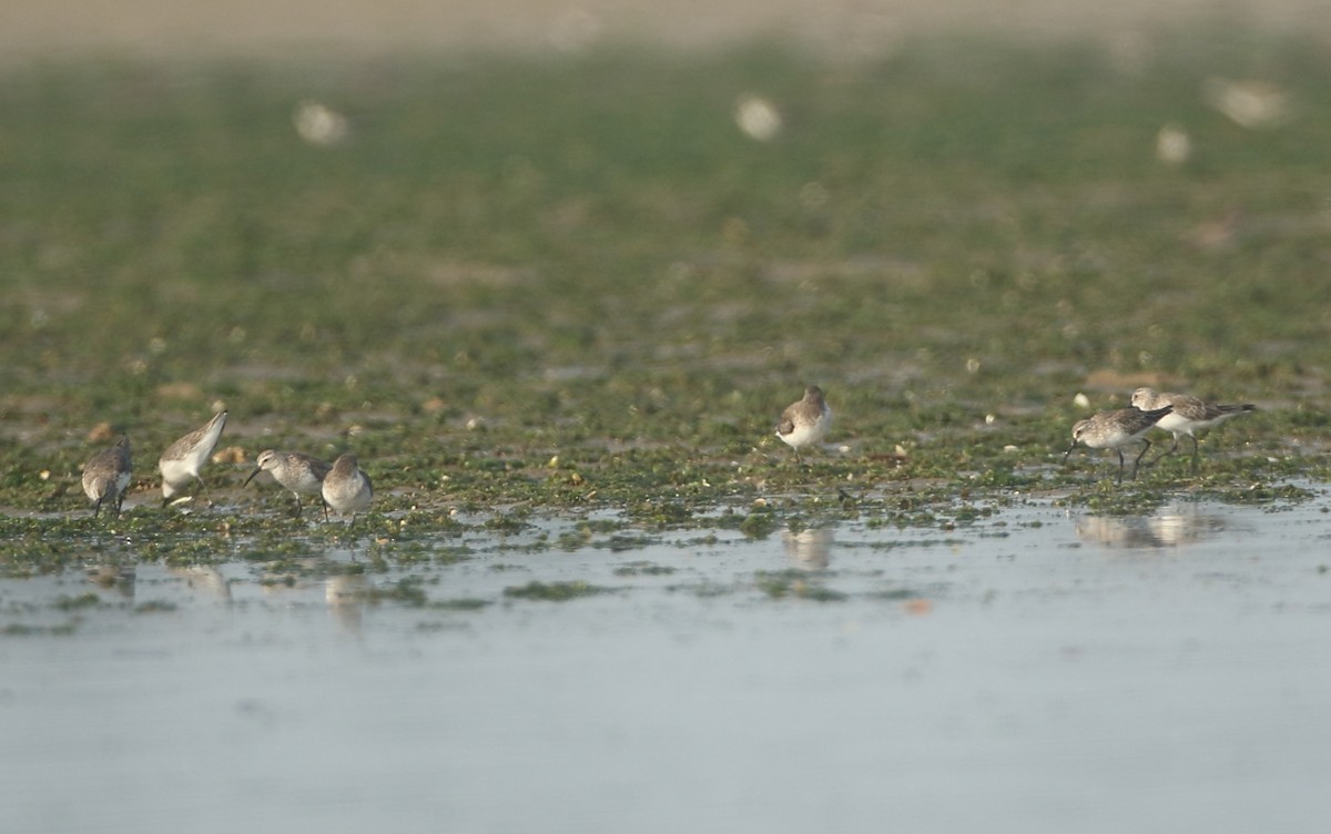 Curlew Sandpiper - Savio Fonseca (www.avocet-peregrine.com)