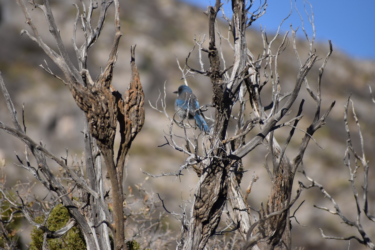 Woodhouse's Scrub-Jay - ML530028541