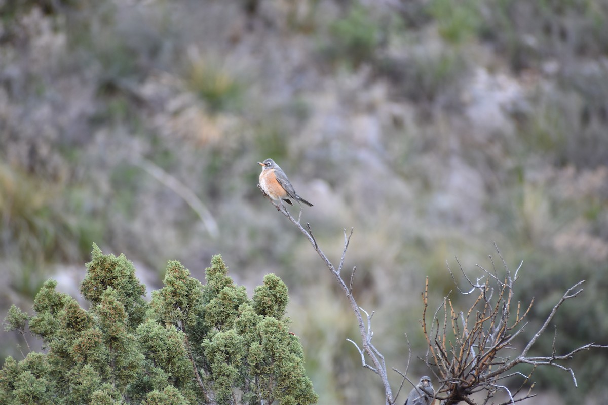 American Robin - ML530028951