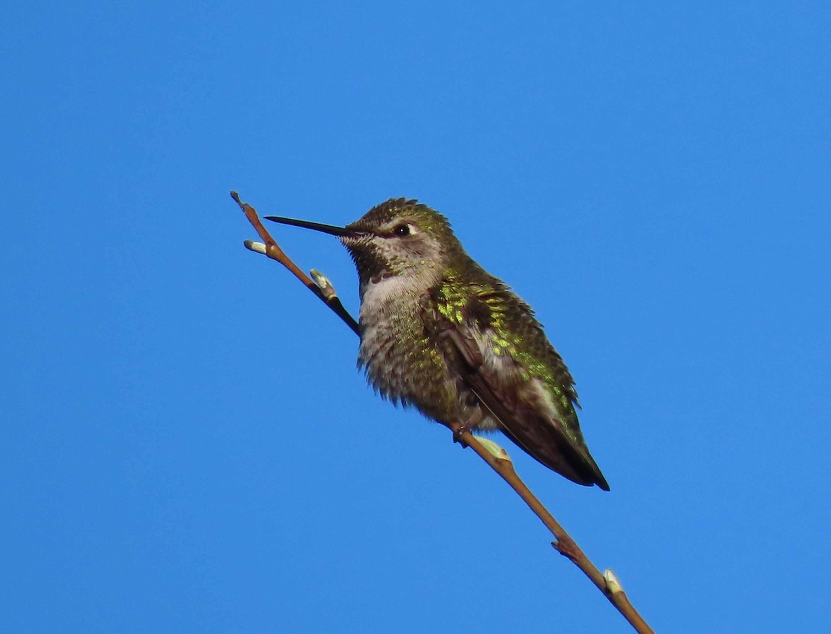 Colibrí de Anna - ML530028961