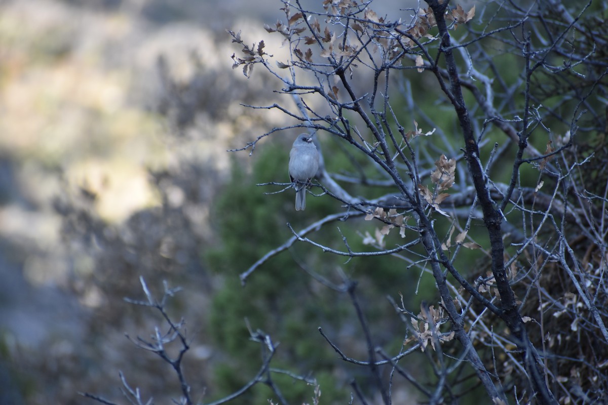 Dark-eyed Junco - ML530029141