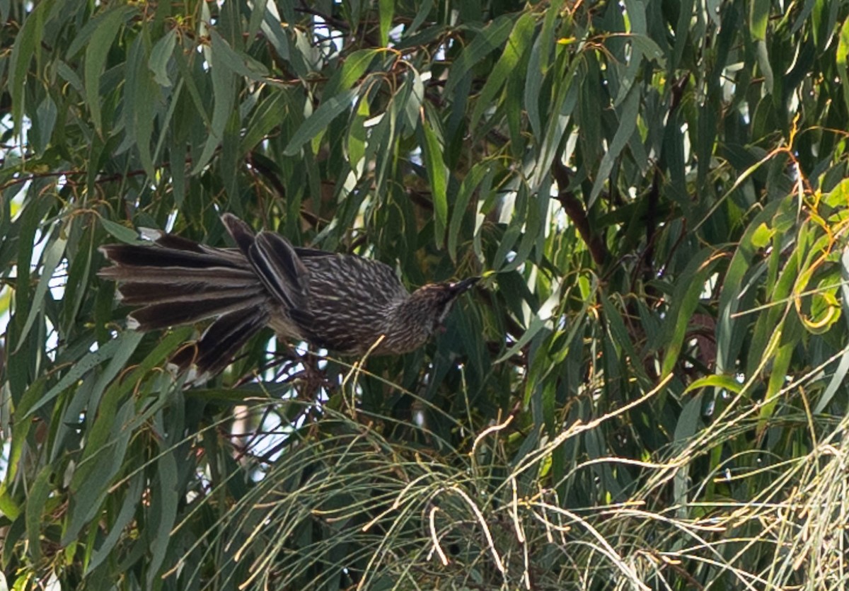 Red Wattlebird - ML530029201