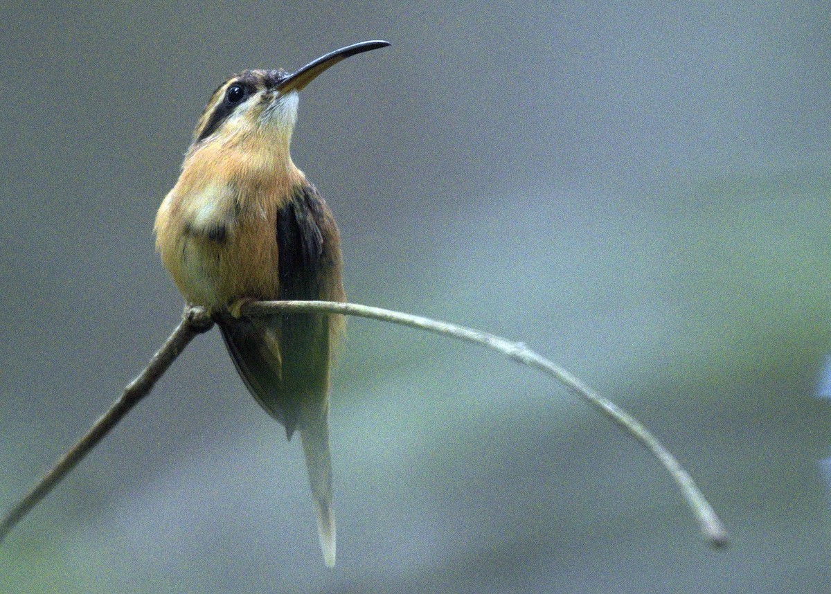 kolibřík malý - ML530030211