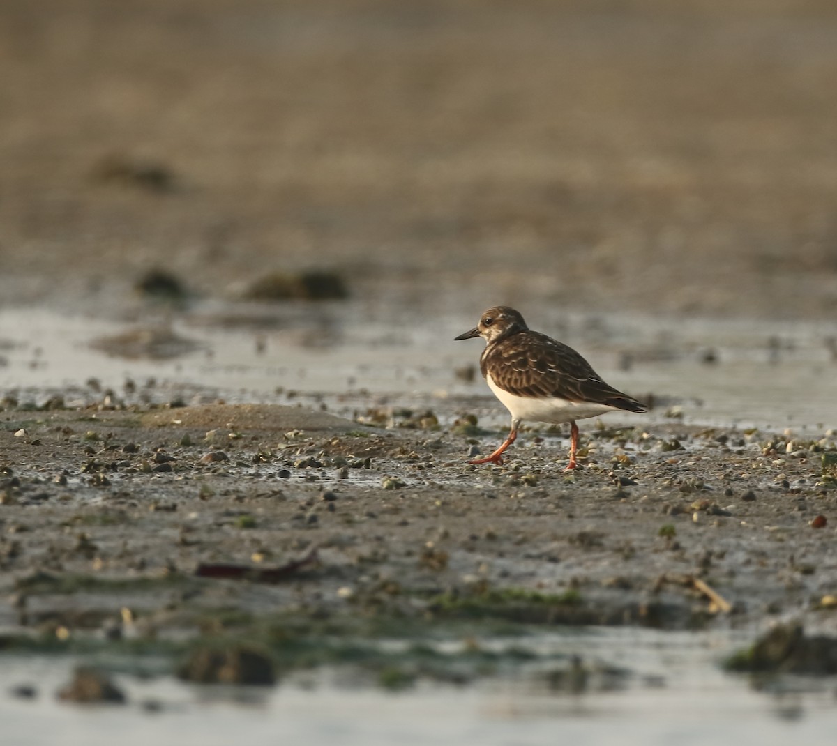 Ruddy Turnstone - ML530030331