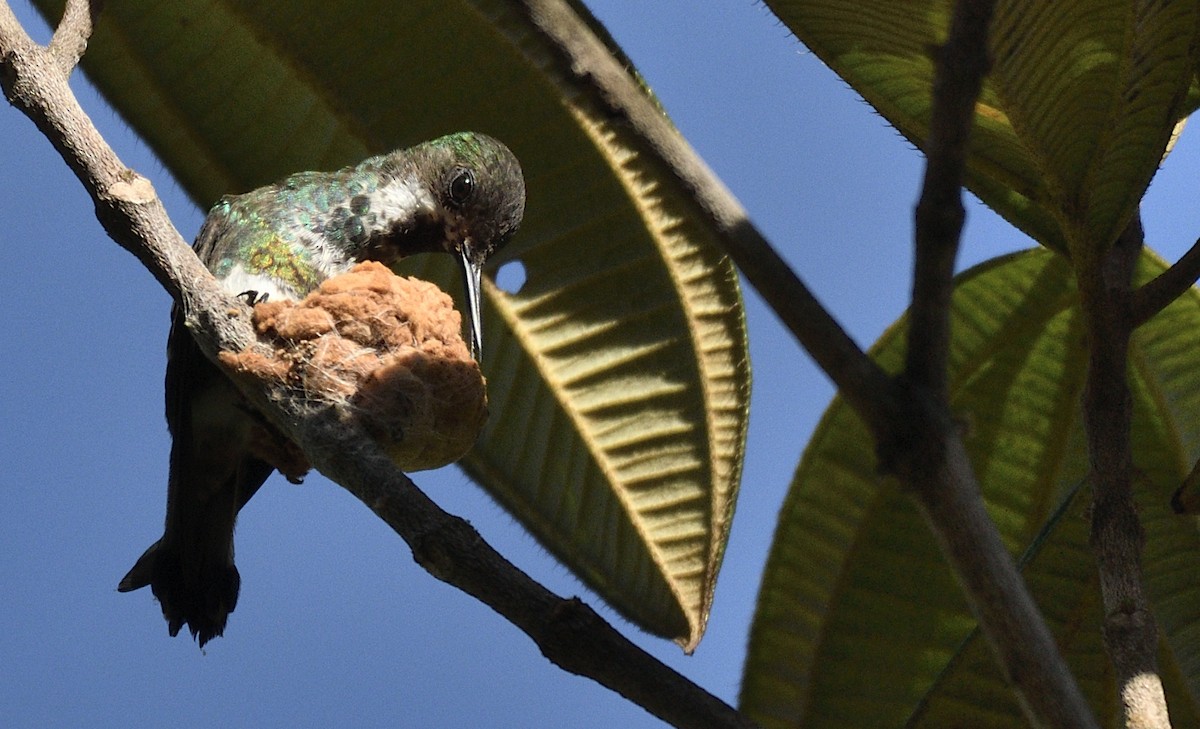 kolibřík pálkoocasý - ML530030351