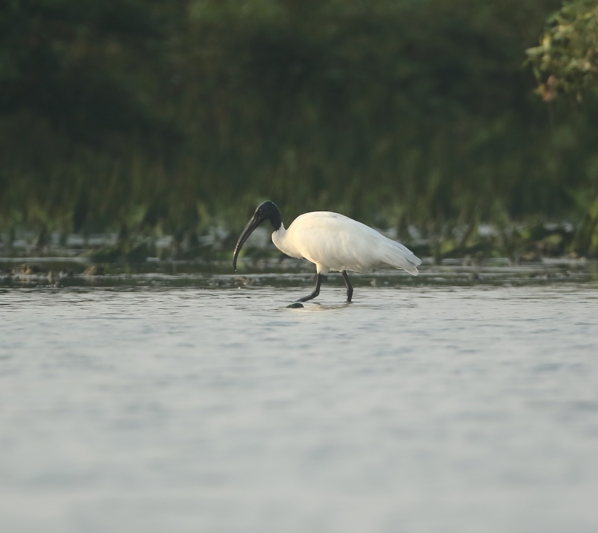 Ibis à tête noire - ML530030661