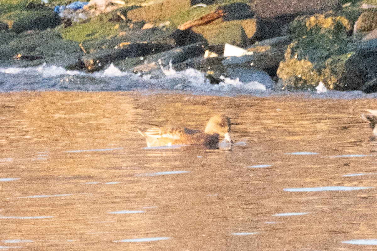 Eurasian Wigeon - Joshua Malbin