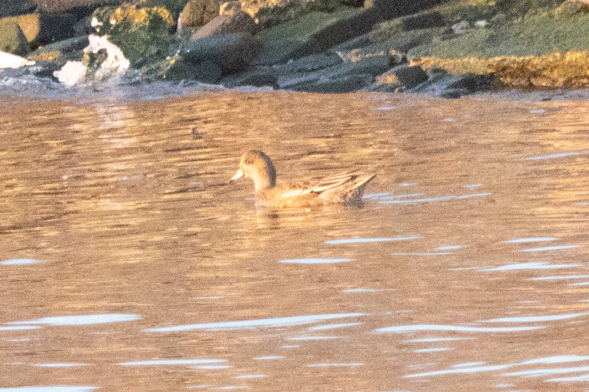 Eurasian Wigeon - ML530030681