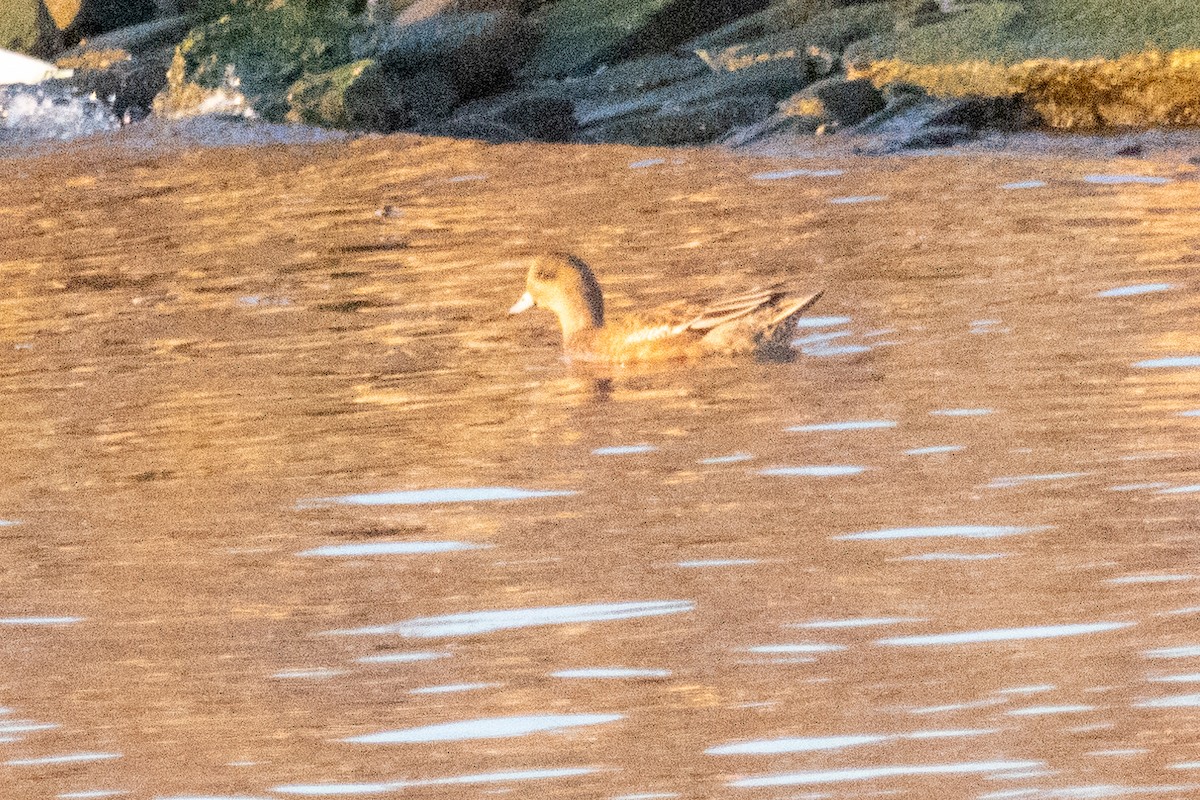 Зээрд нугас - ML530030691