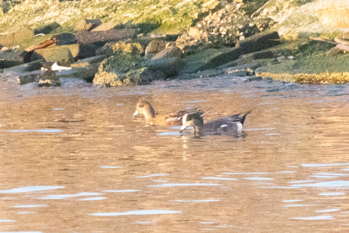 Eurasian Wigeon - ML530030711