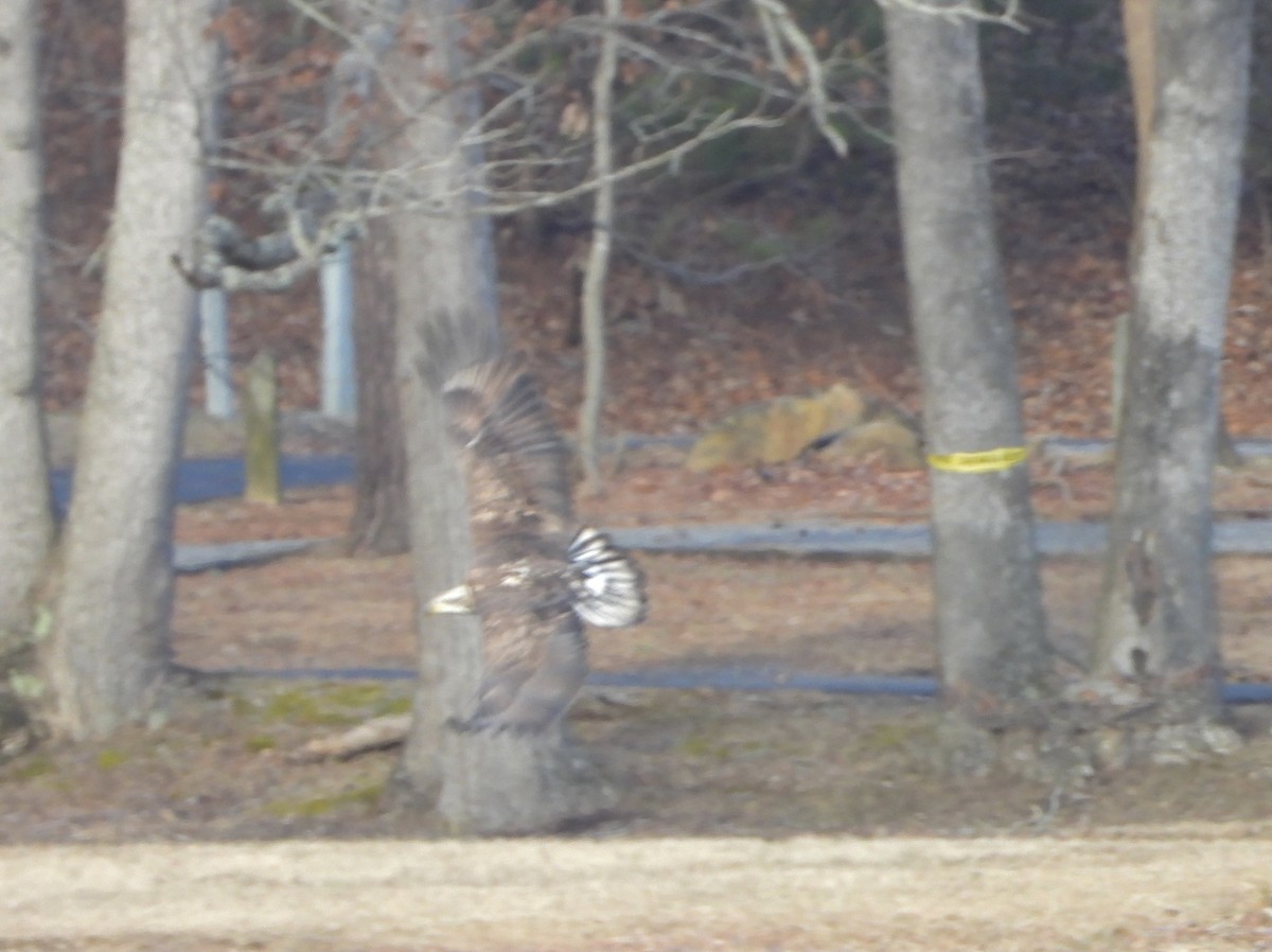 Bald Eagle - ML530030751