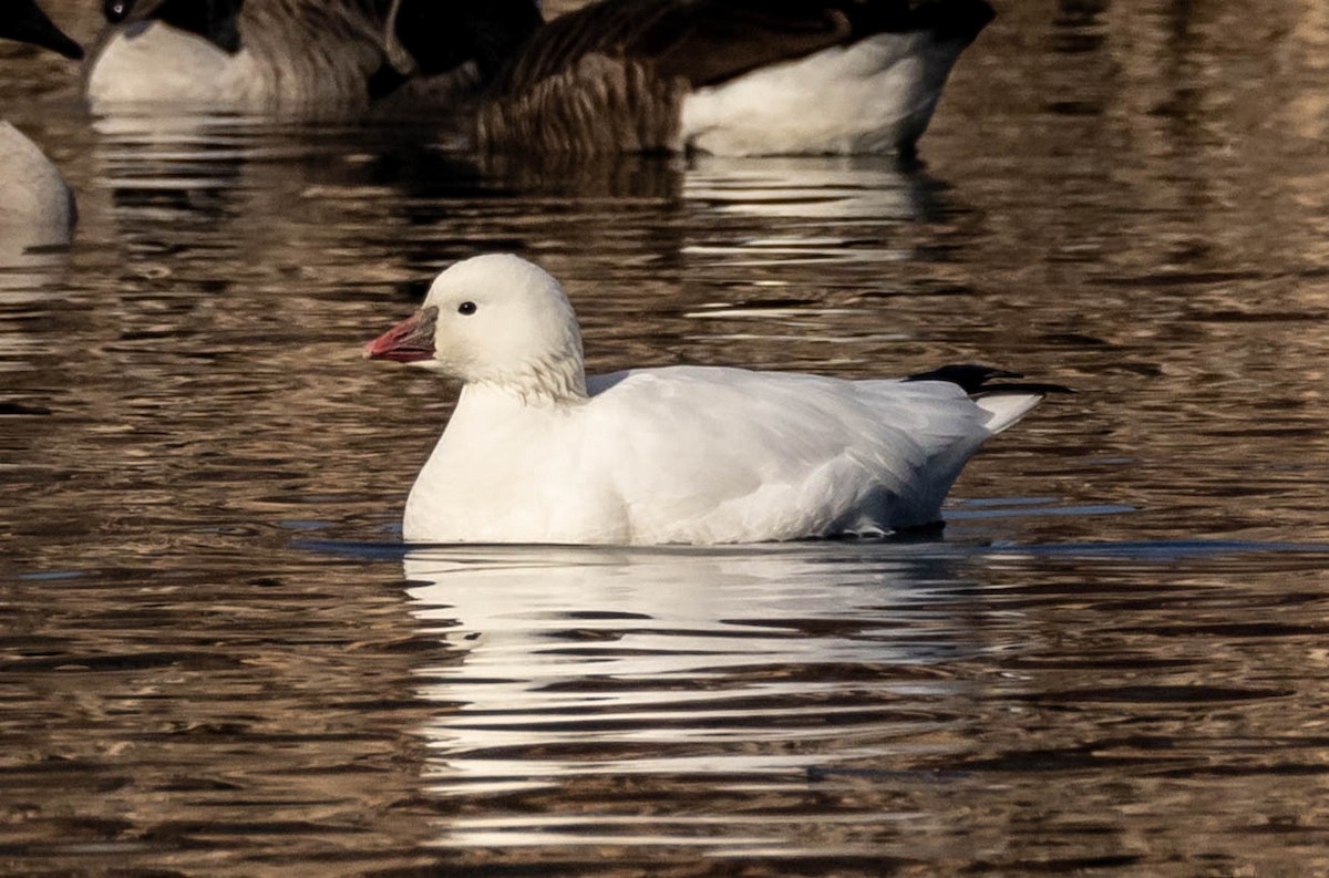 Ross's Goose - Scott Surner