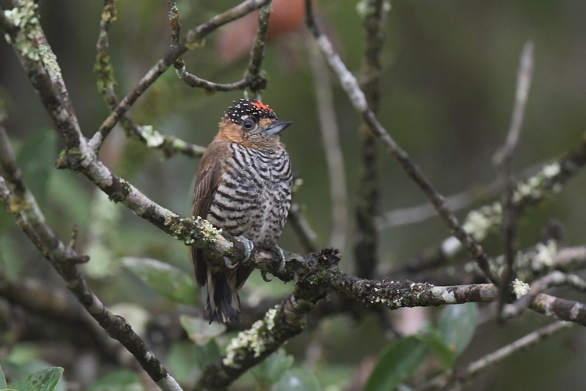 Ochre-collared Piculet - ML530031881