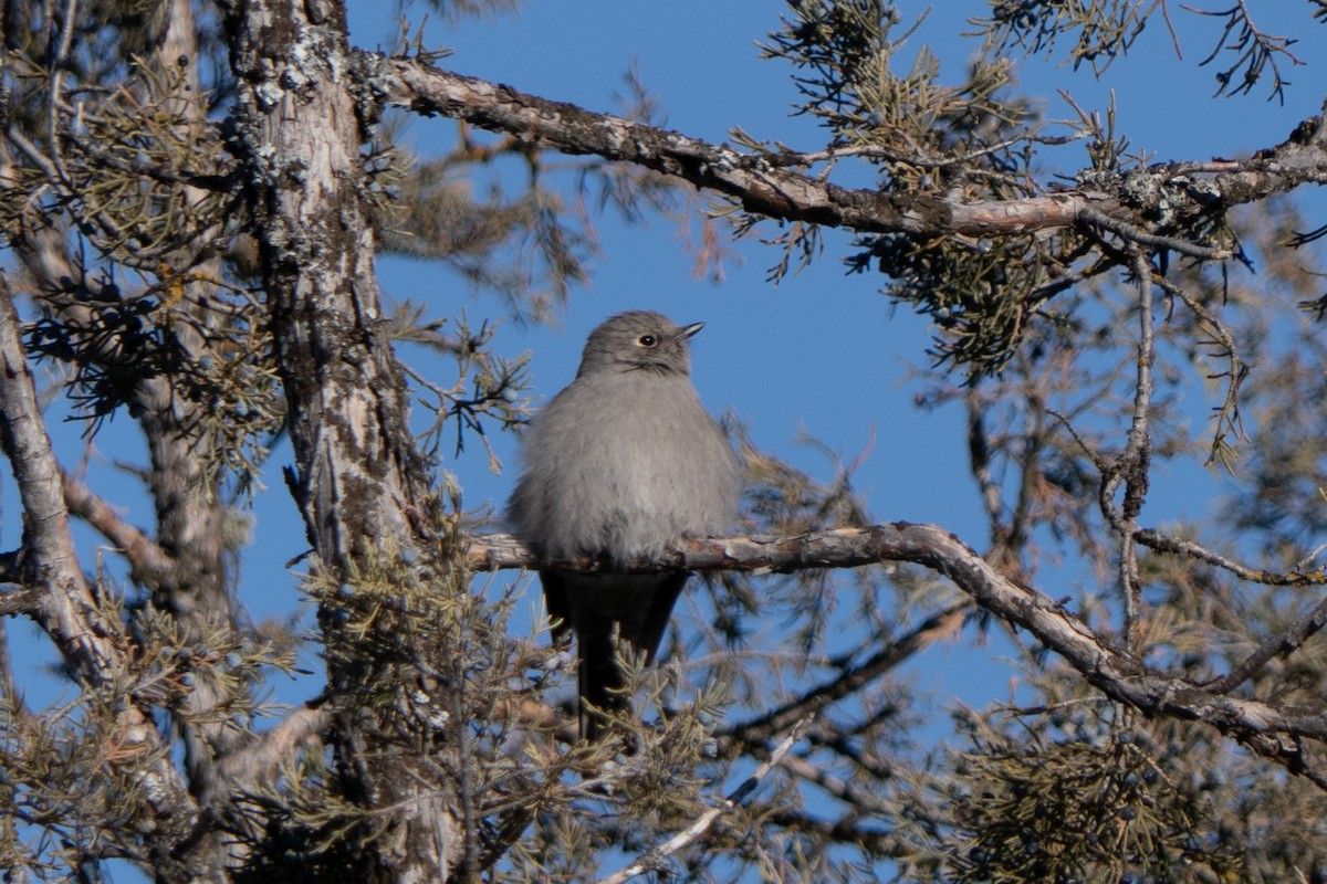 Townsend's Solitaire - ML530032201