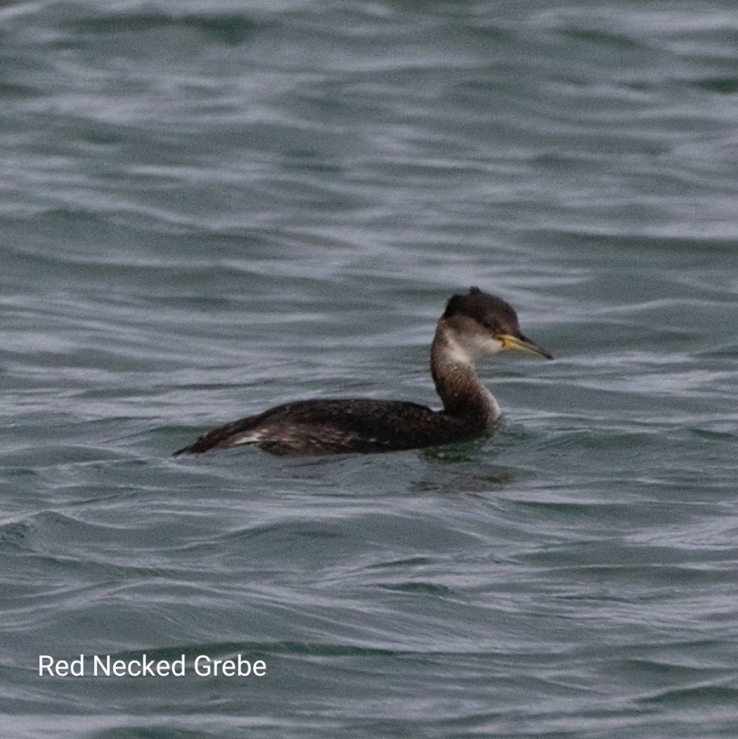 Red-necked Grebe - ML530033011