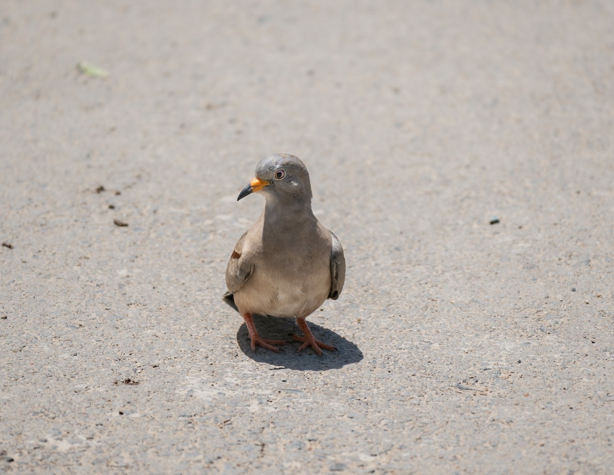 Croaking Ground Dove - ML530038011