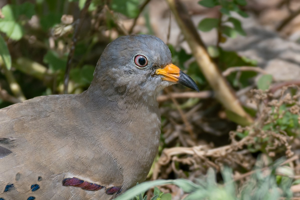 Croaking Ground Dove - ML530038021