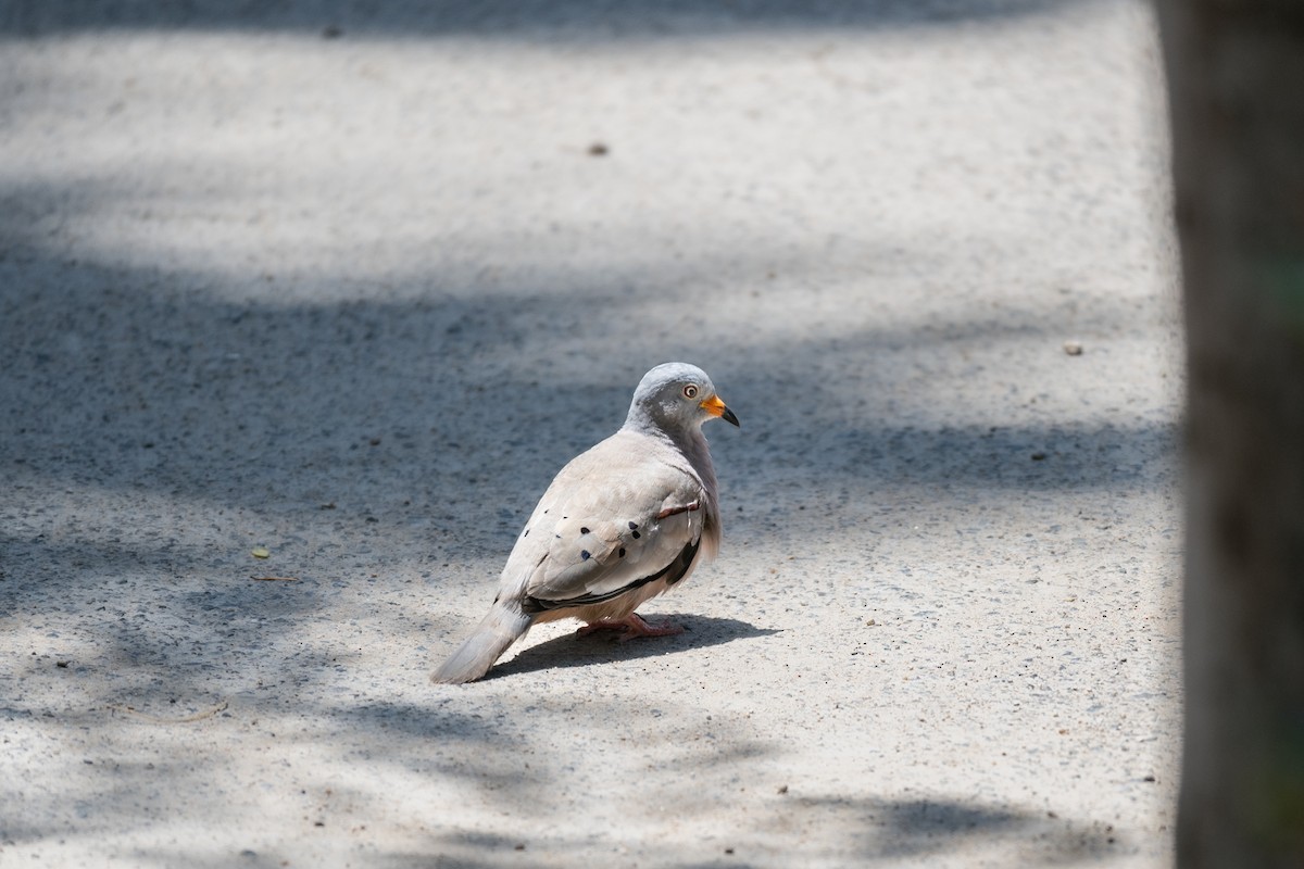 Croaking Ground Dove - ML530038031