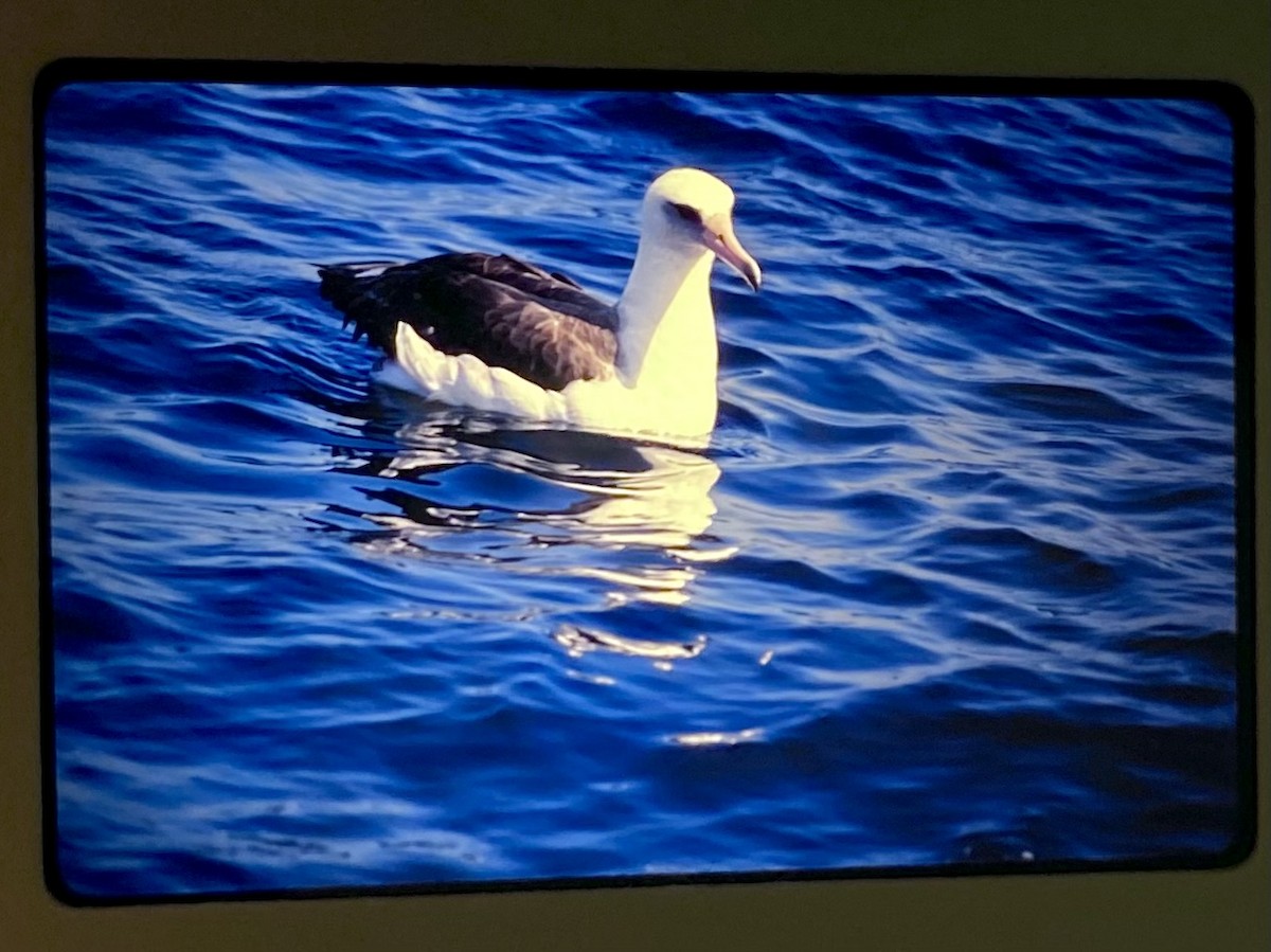 albatros laysanský - ML530038091