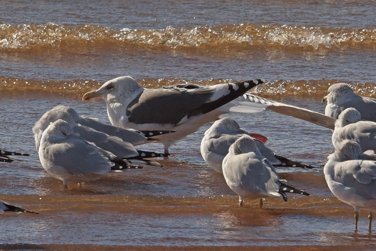 Gaviota de Kamchatka - ML530038611