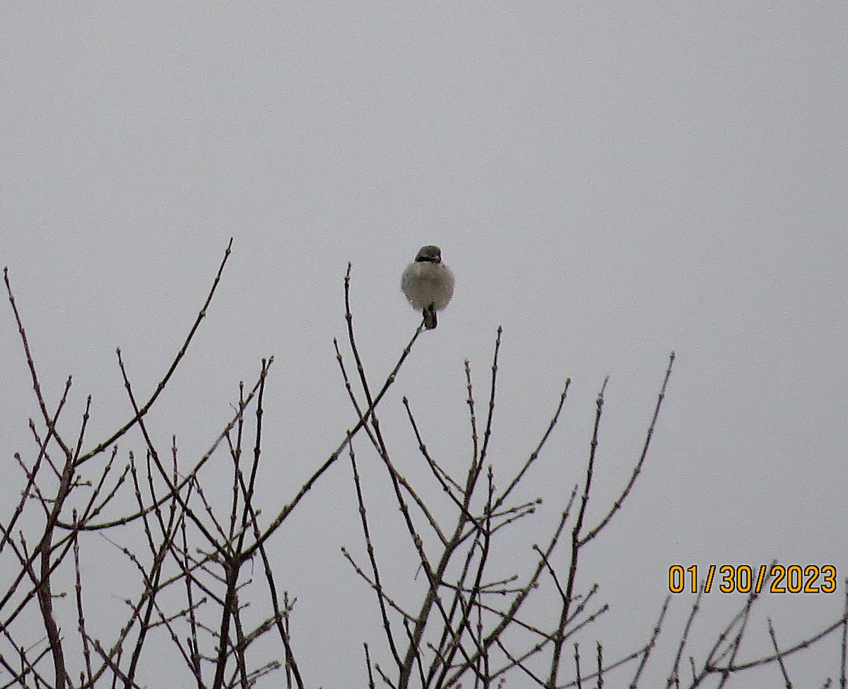 Northern Shrike - ML530039861