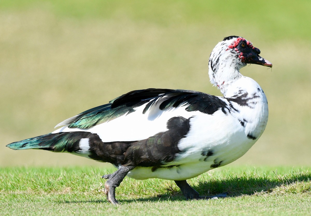 ノバリケン（家畜） - ML530041861