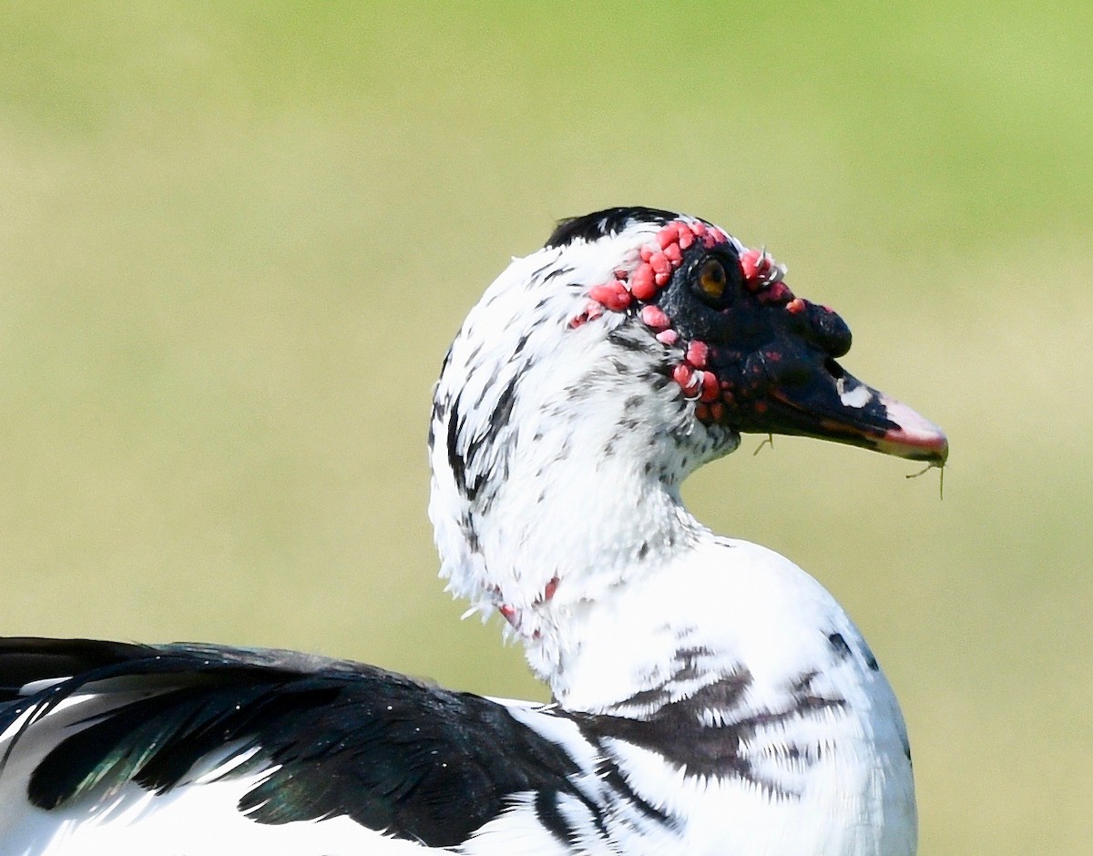 ノバリケン（家畜） - ML530041871