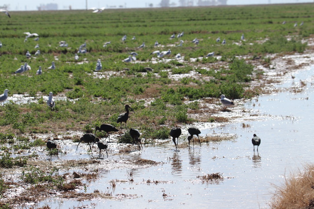 White-faced Ibis - ML530041891