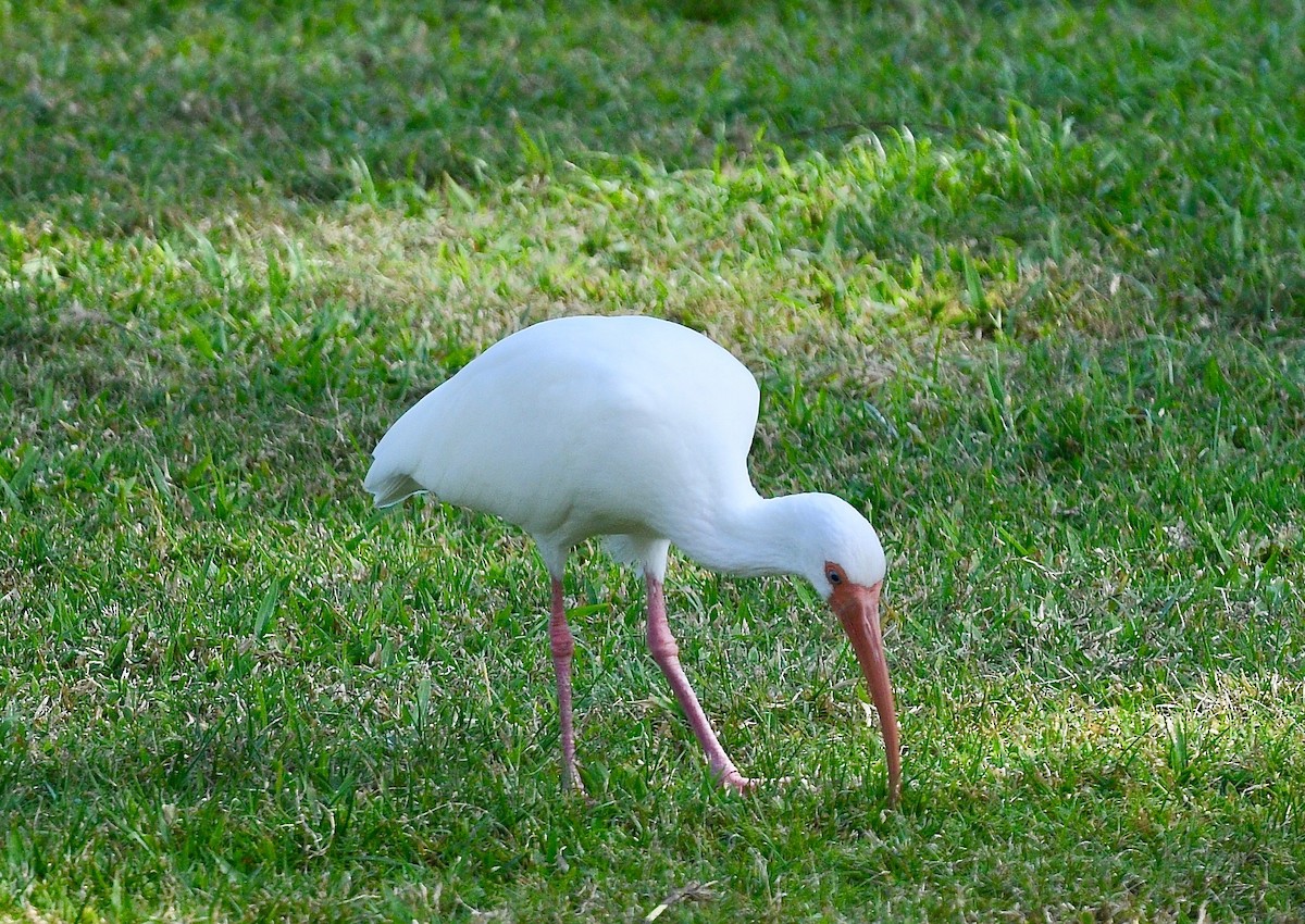 ibis bílý - ML530042401