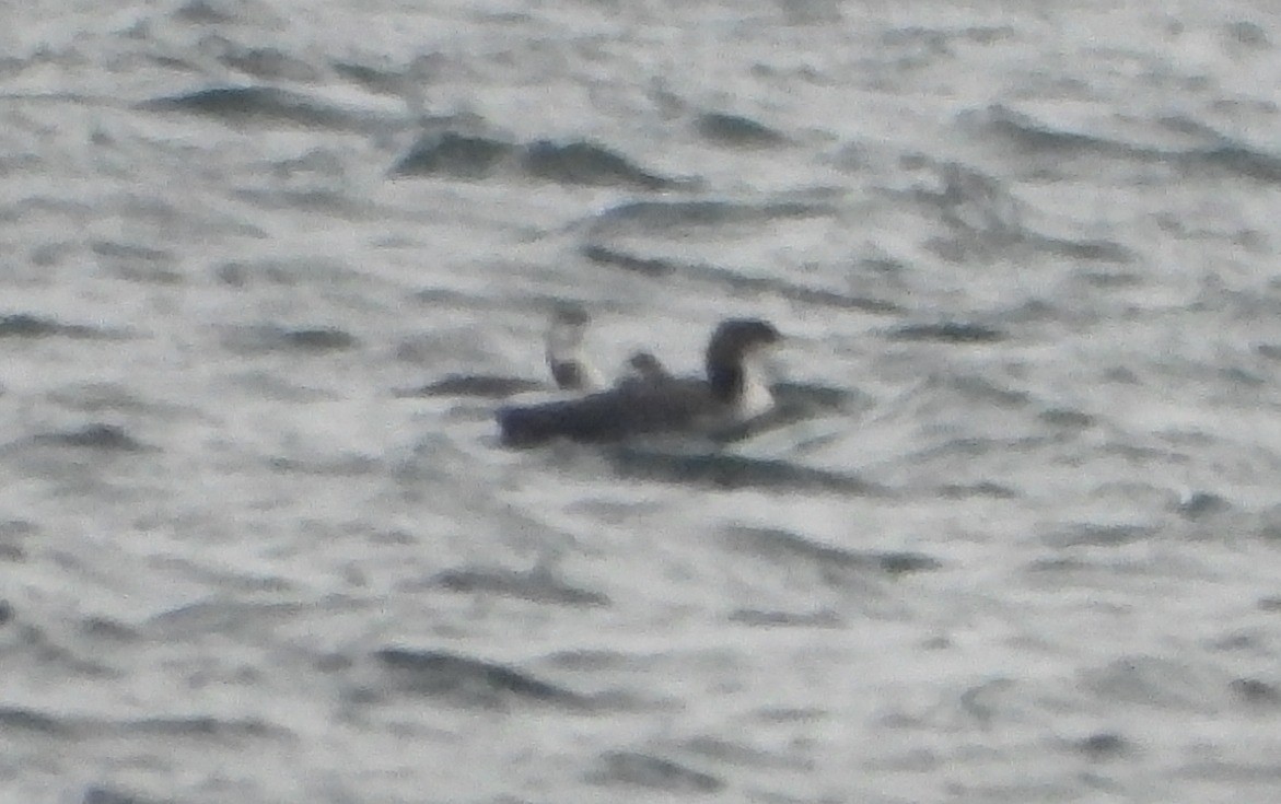 Pacific Loon - ML530042521