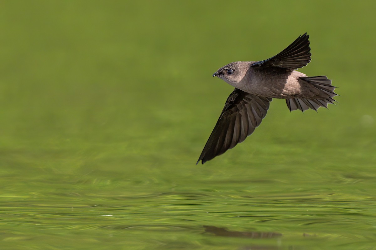 Chimney Swift - Peter F