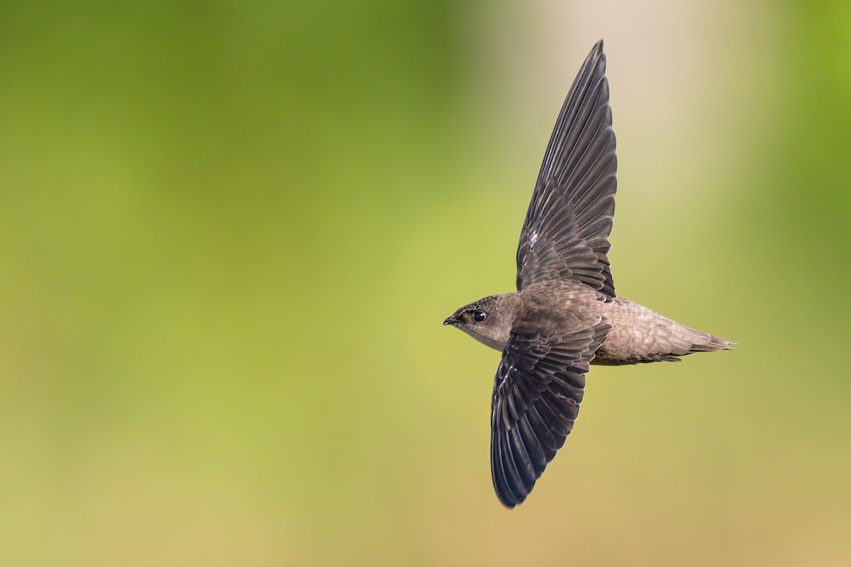 Chimney Swift - ML530042901