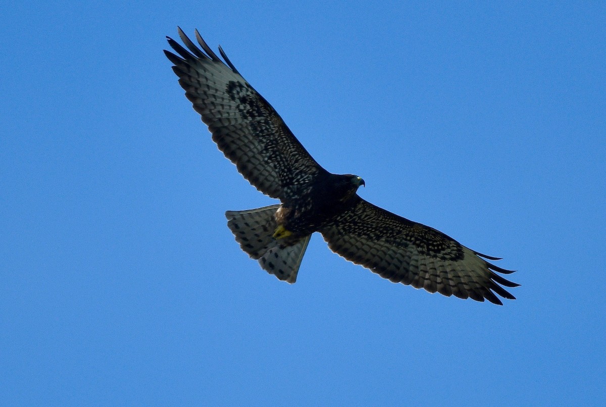 Short-tailed Hawk - Win Ahrens