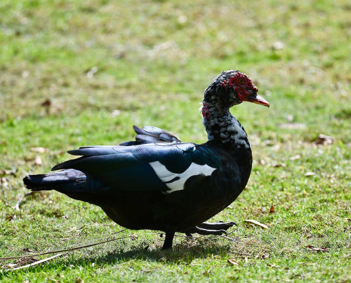 ノバリケン（家畜） - ML530043121