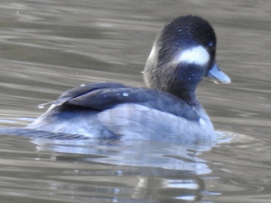 Bufflehead - ML530043341