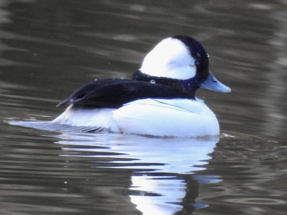 Bufflehead - ML530043351